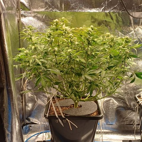RQS Royal Kush Auto growlog timeline photo
