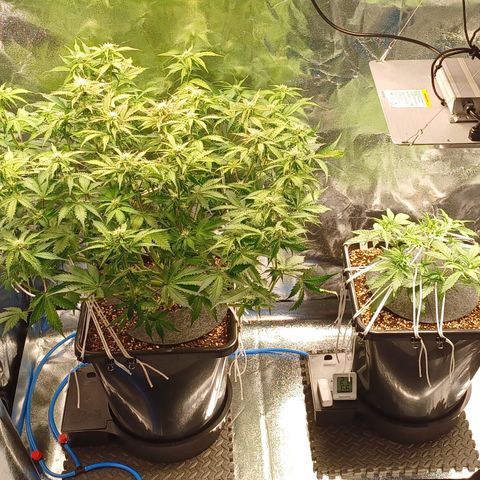 RQS Royal Kush Auto growlog timeline photo