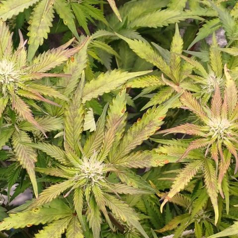 RQS Royal Kush Auto growlog timeline photo