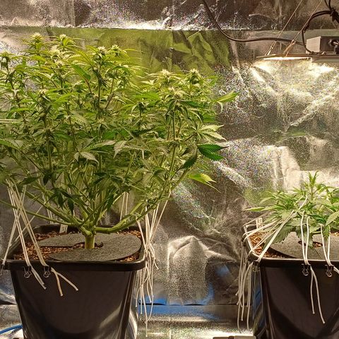 RQS Royal Kush Auto growlog timeline photo