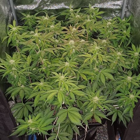 RQS Royal Kush Auto growlog timeline photo
