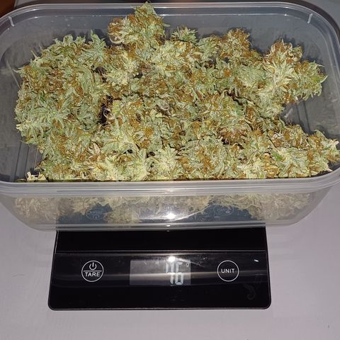 PI Mimosa Cake Auto growlog photo: Ernte 71g 