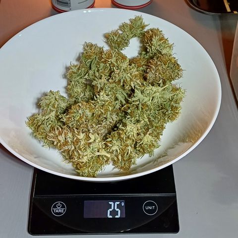 PI Mimosa Cake Auto growlog photo: Ernte 71g 