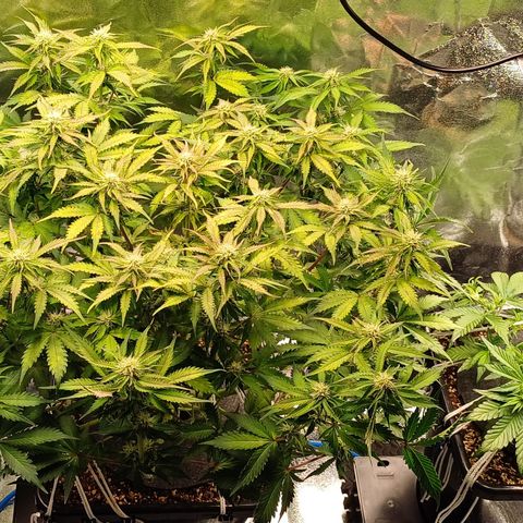 RQS Royal Kush Auto growlog timeline photo