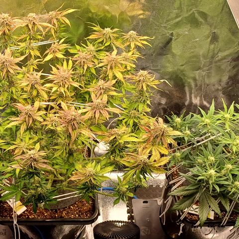 RQS Royal Kush Auto growlog timeline photo