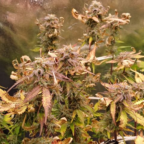 RQS Royal Kush Auto growlog timeline photo