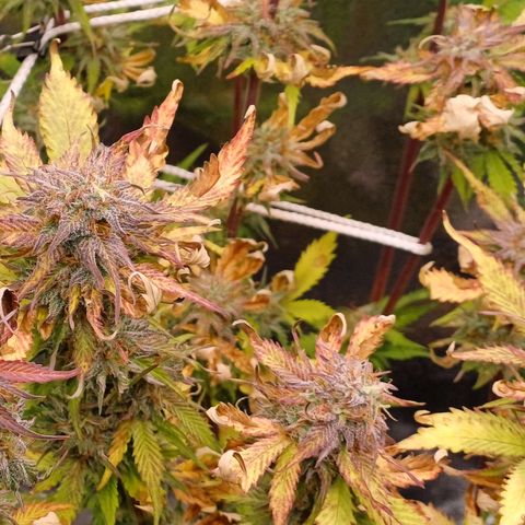 RQS Royal Kush Auto growlog timeline photo