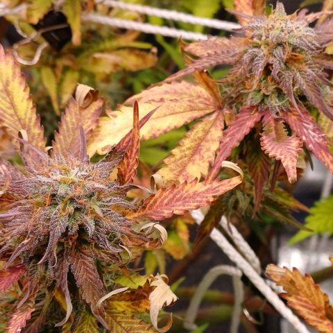 RQS Royal Kush Auto growlog timeline photo