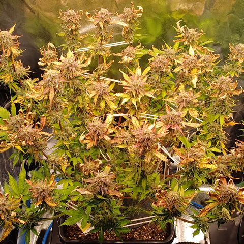 RQS Royal Kush Auto growlog timeline photo