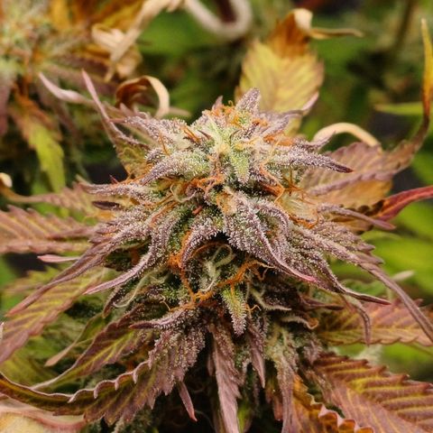 RQS Royal Kush Auto growlog timeline photo