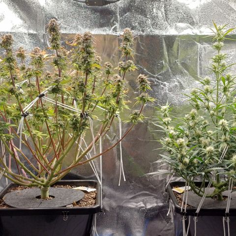 RQS Royal Kush Auto growlog timeline photo