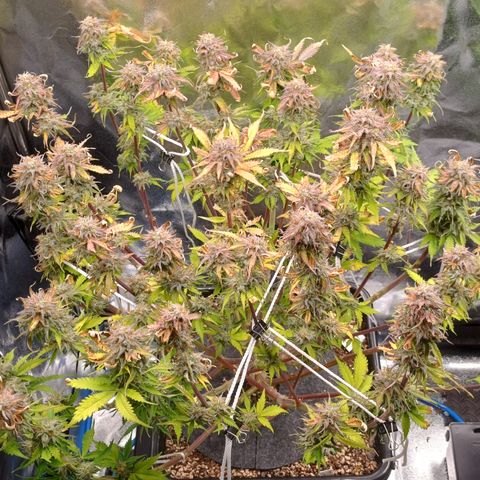 RQS Royal Kush Auto growlog timeline photo