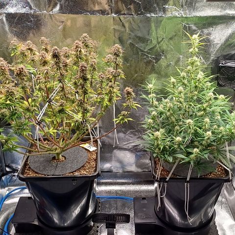 RQS Royal Kush Auto growlog timeline photo