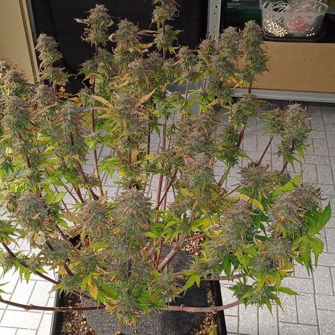 RQS Royal Kush Auto growlog timeline photo