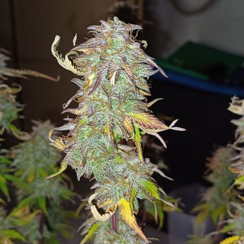 RQS Royal Kush Auto growlog timeline photo