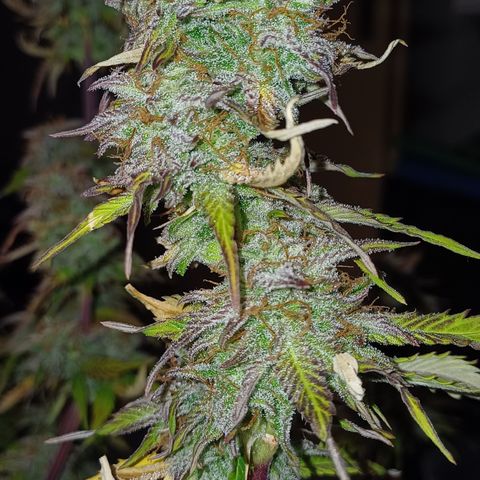 RQS Royal Kush Auto growlog timeline photo