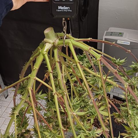RQS Royal Kush Auto growlog timeline photo