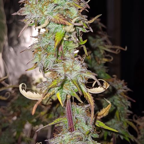 RQS Royal Kush Auto growlog timeline photo