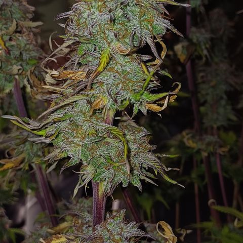 RQS Royal Kush Auto growlog timeline photo