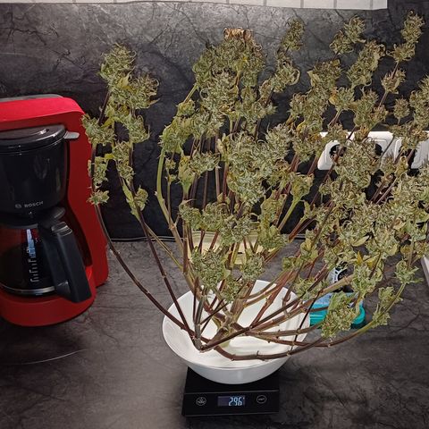 RQS Royal Kush Auto growlog timeline photo