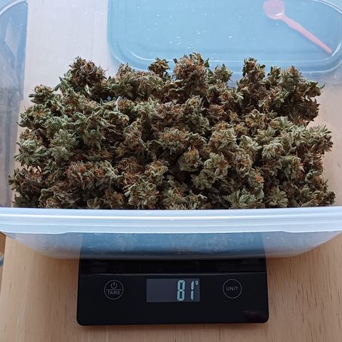RQS Royal Kush Auto growlog timeline photo