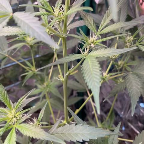 Choci  growlog timeline photo
