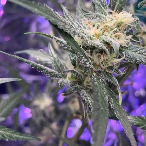 Choci  growlog timeline photo