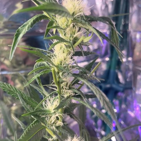Choci  growlog timeline photo