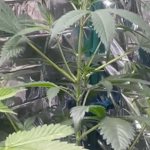 Choci  growlog timeline photo