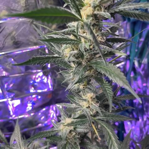Choci  growlog timeline photo