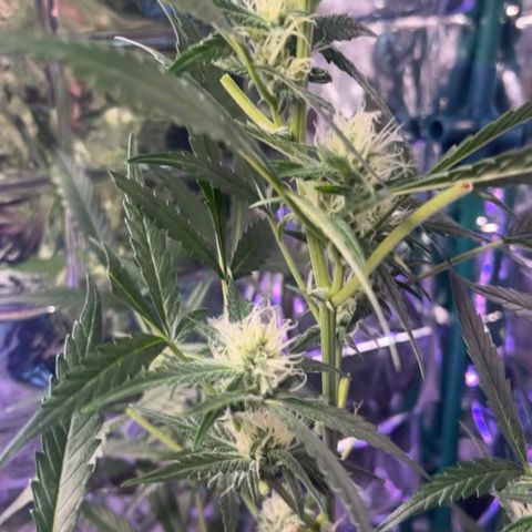 Choci  growlog timeline photo