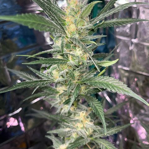 Choci  growlog photo: Woche 5🌻