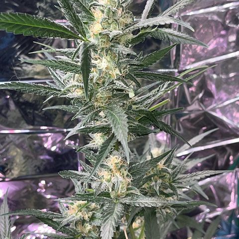 Choci  growlog photo: Week 5 🌻