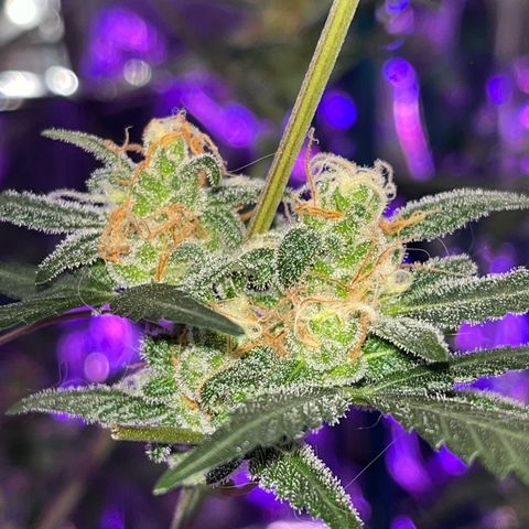 Choci  growlog timeline photo