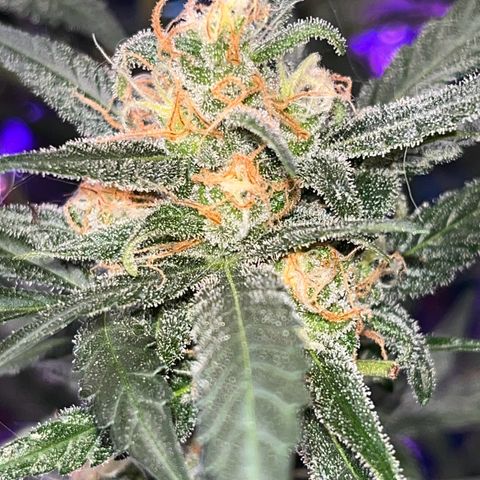 Choci  growlog timeline photo