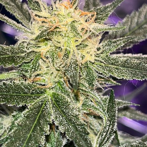 Choci  growlog timeline photo
