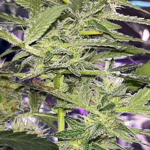 Choci  growlog timeline photo
