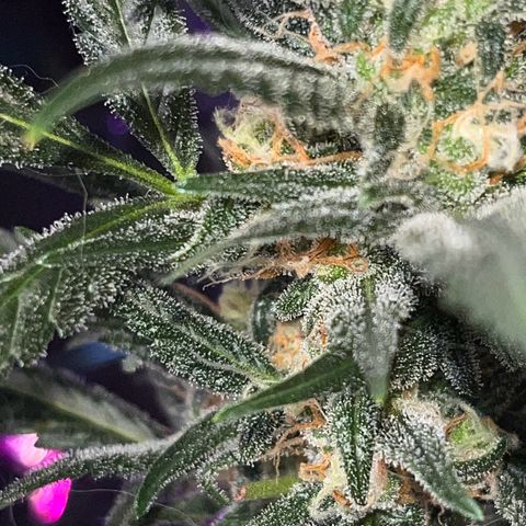 Choci  growlog timeline photo