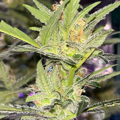 Choci  growlog timeline photo