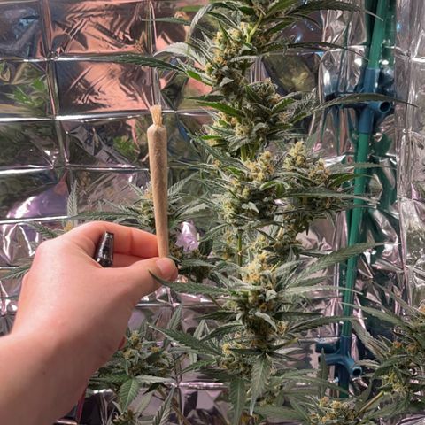 Choci  growlog photo: BigBud