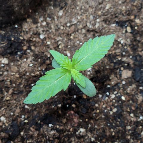 Banana Kush Auto 01 growlog timeline photo
