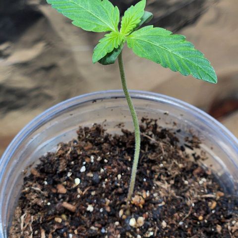 Banana Kush Auto 01 growlog timeline photo