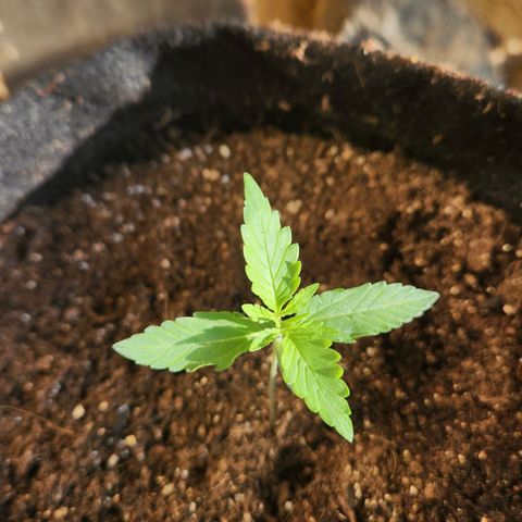 Banana Kush Auto 01 growlog photo: Primeiro par de folha completo 