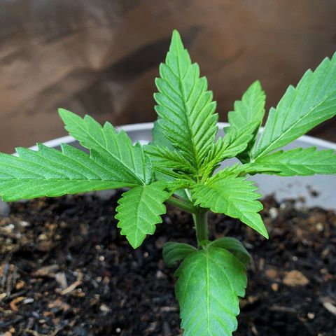 Banana Kush Auto 01 growlog timeline photo