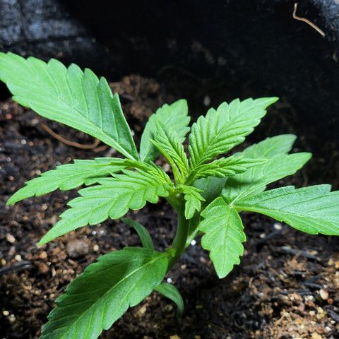 Banana Kush Auto 01 growlog timeline photo