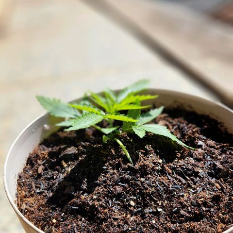 Banana Kush Auto 01 growlog photo: Início lst 