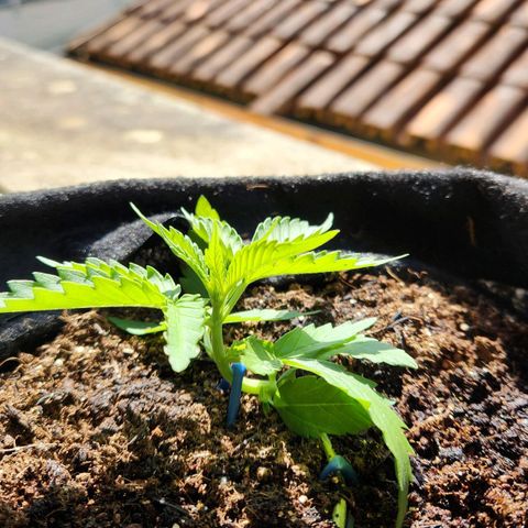 Banana Kush Auto 01 growlog photo: Início lst 