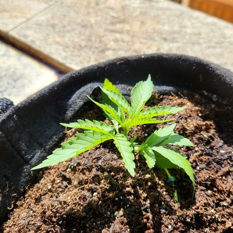 Banana Kush Auto 01 growlog photo: Início lst 