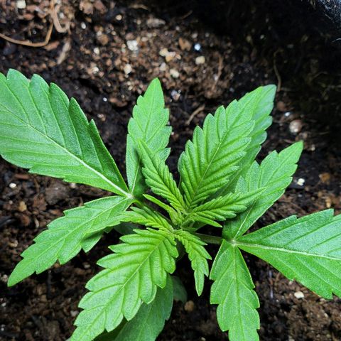 Banana Kush Auto 01 growlog timeline photo
