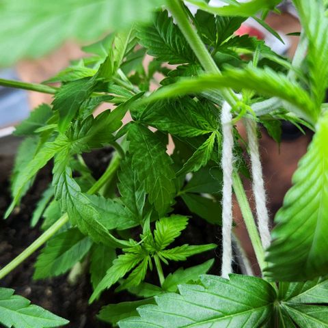 Banana Kush Auto 01 growlog photo: Começando a encher 🙏
